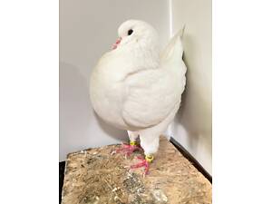 Продам голубей Кингов