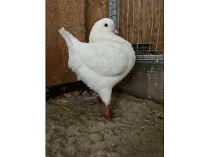 Продам голубей Кингов