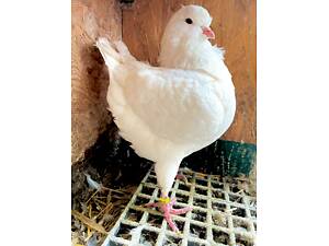 Продам голубів Кінгів