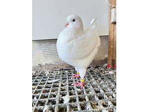 продам голубів Кінгів