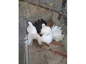 Продам голубей павлины