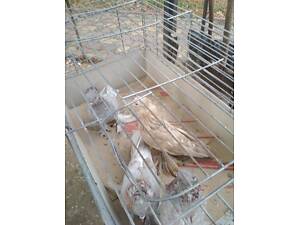 Продам голубей узбеки