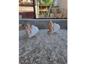 Продам голуби, голубі