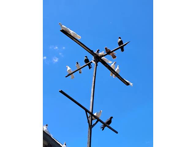 Продам голубів бійних порід. - Фото 4