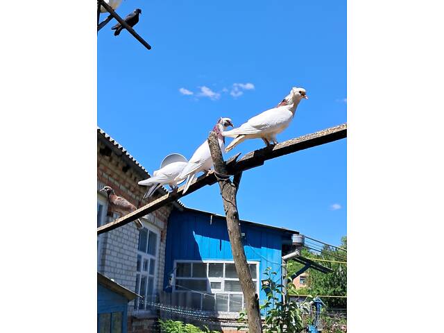 Продам голубів бійних порід. - Фото 3