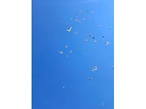 Продам голубів бойних порід