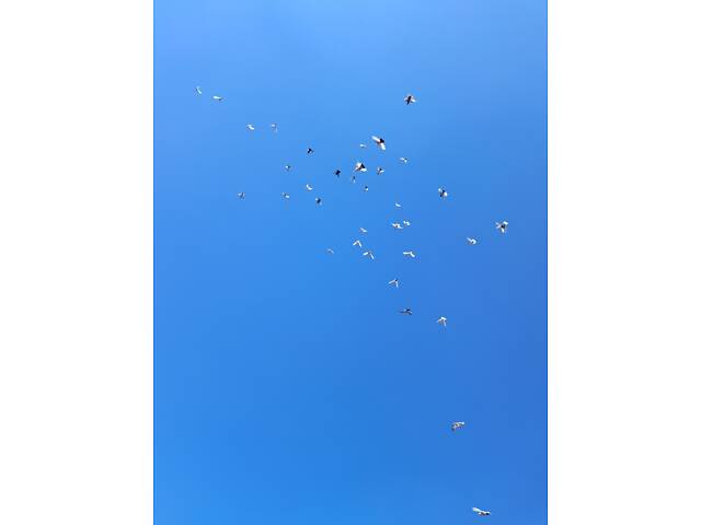 Продам голубів бійних порід. - Фото 2