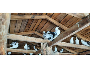 Продам голубів Павичів