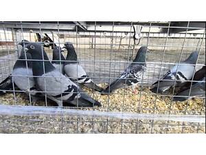 Продам голубів породи Англійський тіпплер. Можлива відправка. Знаходяться в м Дніпро.
