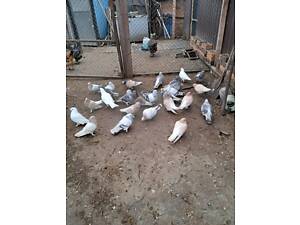 Продам голубей турецкой таклы, лениноканские бойные.