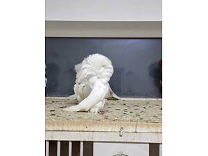 Продам голуби павичі та якобіни