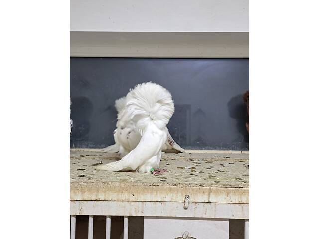 Продам голуби павичі та якобіни. - Фото 1