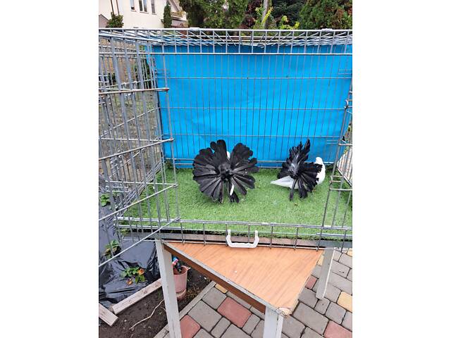 Продам голуби павичі та якобіни. - Фото 2