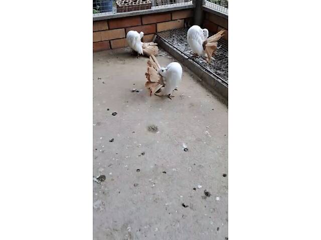 Продам голуби павичі та якобіни. - Фото 3