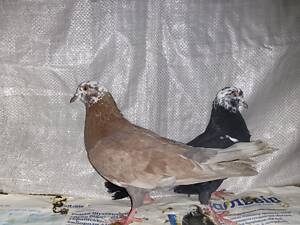 Продам голубів