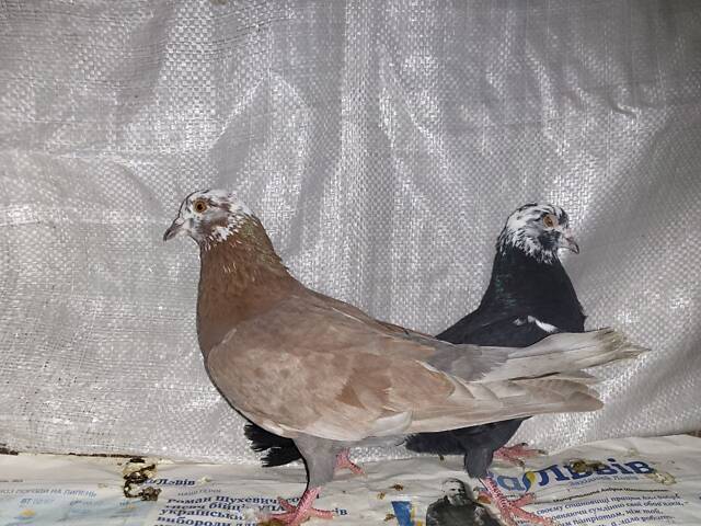 Продам голуби - Фото 1