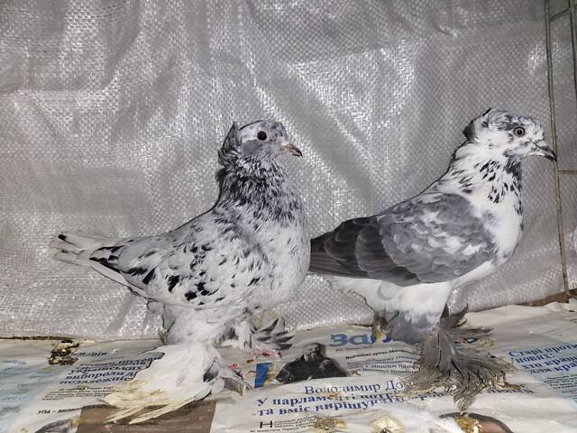 Продам голуби - Фото 2
