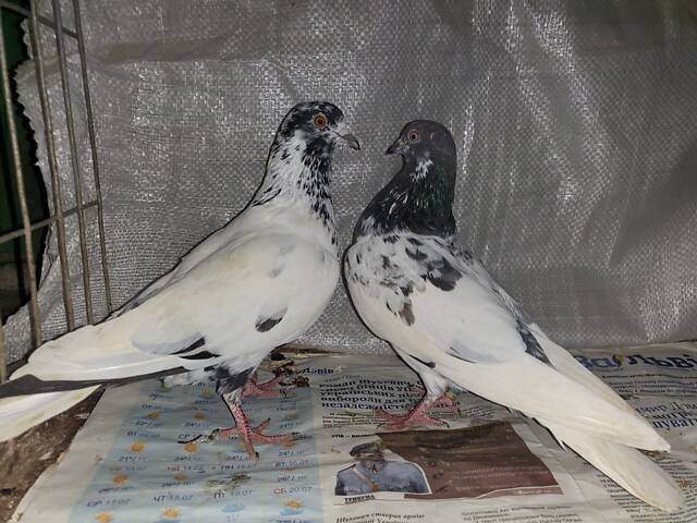 Продам голуби - Фото 3