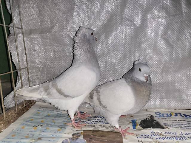 Продам голуби - Фото 4