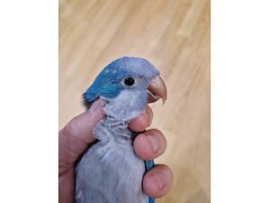 Продам говоріючого монаха.