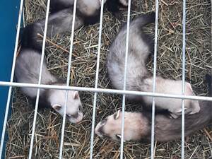 Продам тхорів.