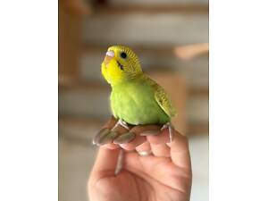 Продам волнистых попугаев, есть самки и самцы.