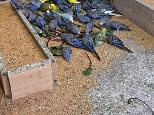 ? Продам волнистых попугаев ? Разноцветные, активные и здоровые.