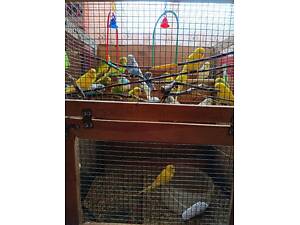 Продам хвилястих папуг та корели