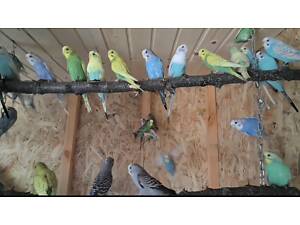 Продам хвилястих папуг