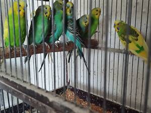 продам хвилястих папуг