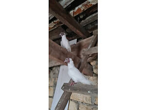 Продам іранську пару червоноголових чубатих голубів.