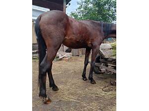 Продам жеребчика три роки