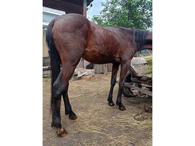 Продам жеребчика три роки - Фото 1