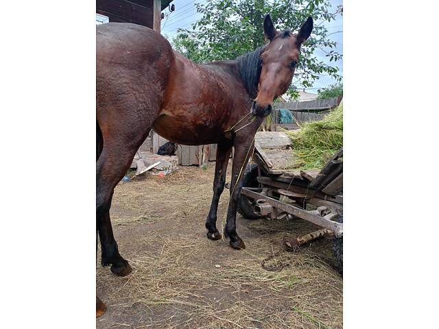 Продам жеребчика три роки - Фото 2