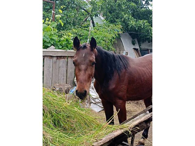 Продам жеребчика три роки - Фото 3