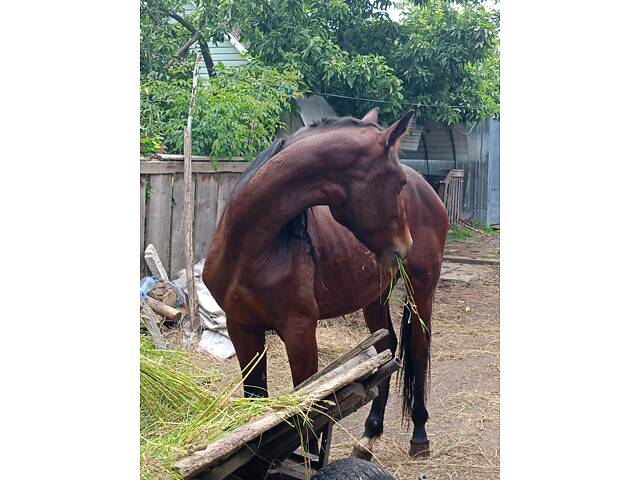 Продам жеребчика три роки - Фото 4