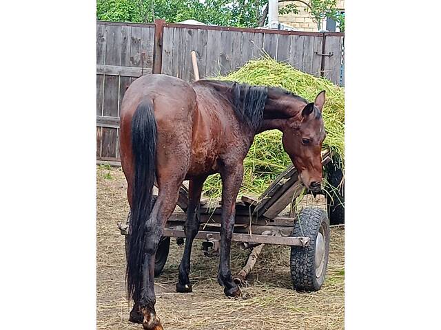 Продам жеребчика три роки - Фото 5