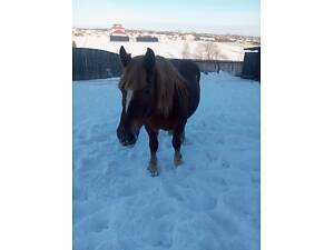 Продам жеребну кобилу, з лошатом