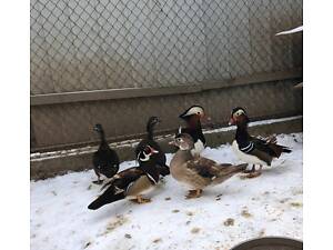 Продам качок Мандаринок пара