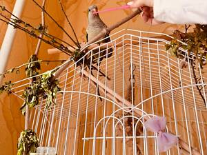 Продам Калиту монах