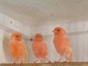 Продам канарок.
