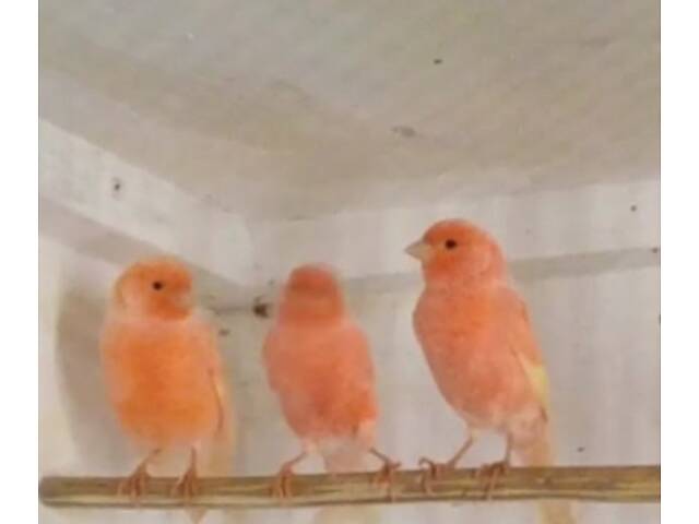 Продам канарок - Фото 1