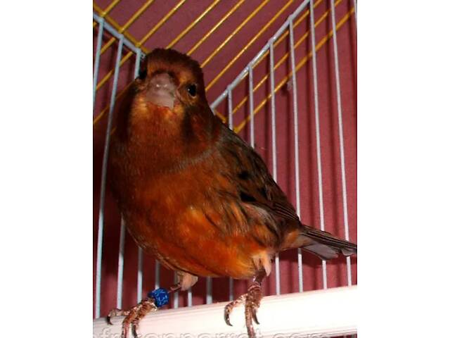 Продам канарок - Фото 2