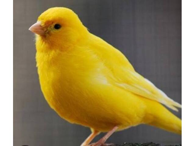 Продам канарок - Фото 3