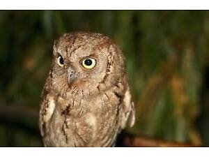 Продам карликову сову сплюшку.