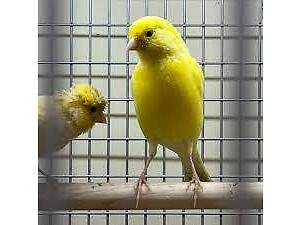 Продам кенаров и канареек