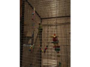 Продам кільчастого папугу