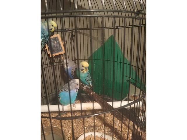 Продам клетки для волнистых попугаев и попугаев 300гр. 1шт. - Фото 1