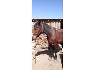 Продам кобилу