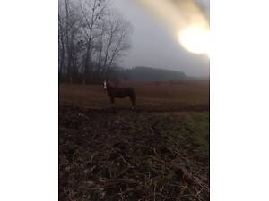 Продам кобилу. Вік 5 років.